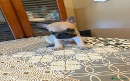 Bulldog Francés perros en venta: Bulldog francés  - Imagen 2