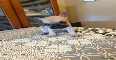 Bulldog Francés perros - Anuncio 3