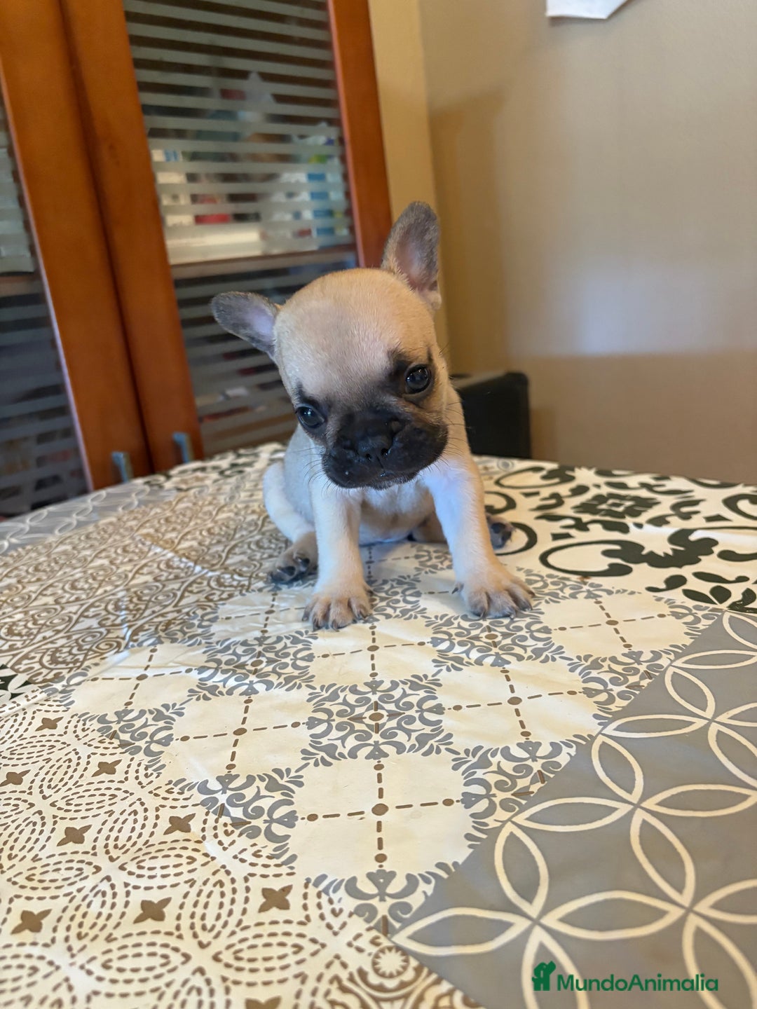 Bulldog Francés perros en venta: Bulldog francés  - Imagen 2