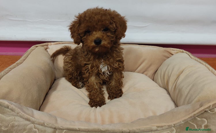 Caniche Toy perros - Anuncio 2