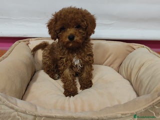 Caniche Toy perros - Anuncio 18
