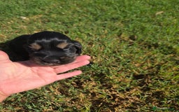 Cocker Spaniel Inglés perros en venta: COCKER SPANIEL INGLES - Imagen 6
