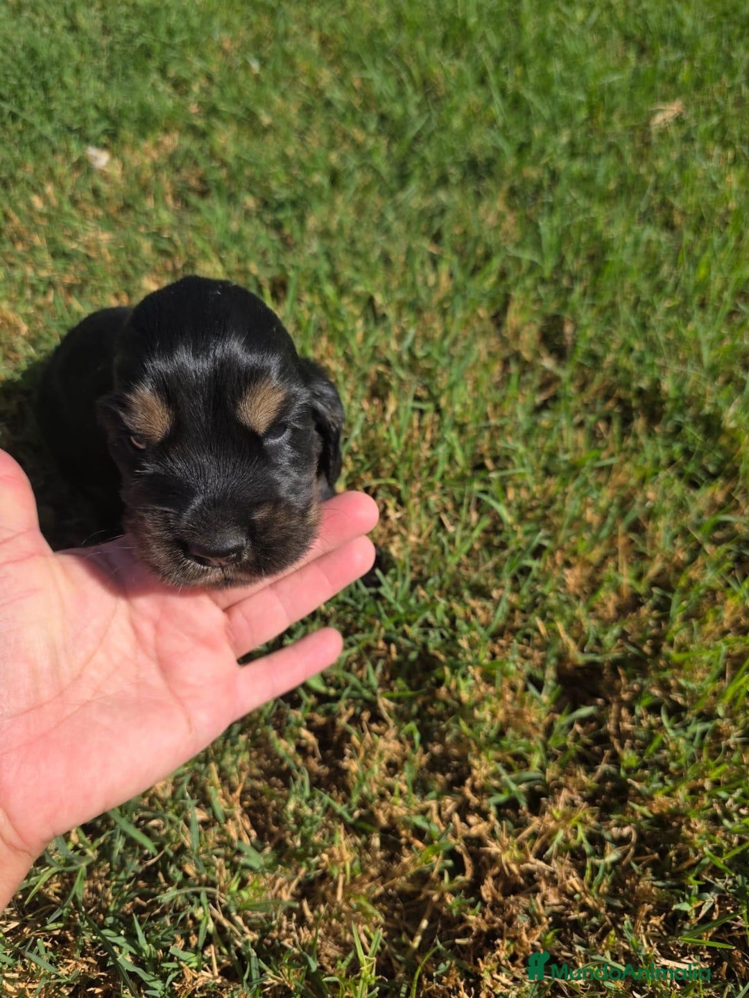 Cocker Spaniel Inglés perros en venta: COCKER SPANIEL INGLES - Imagen 6