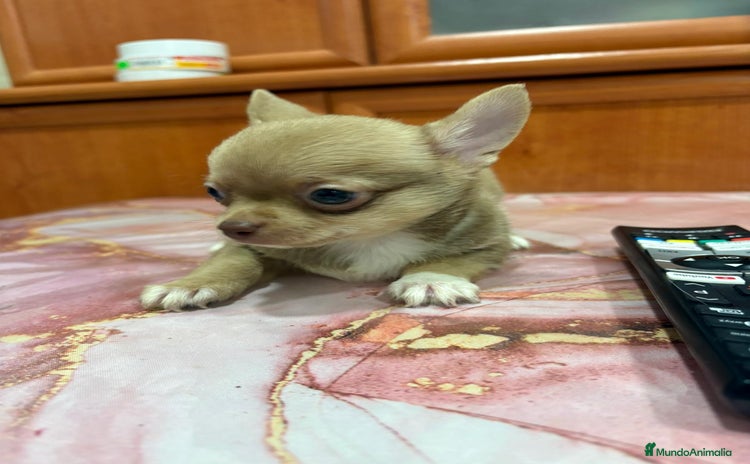 Chihuahua perros - Propaganda 15