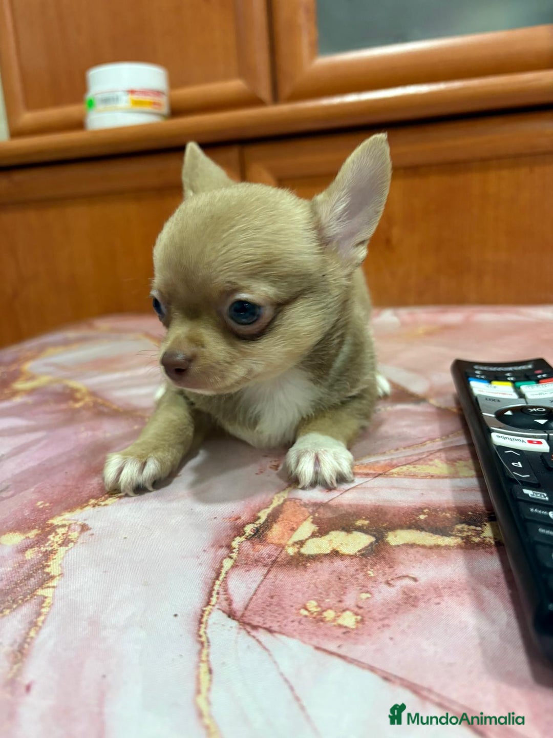 Chihuahua perros en venta: Chihuahua toy ruso macho - Imagen 1