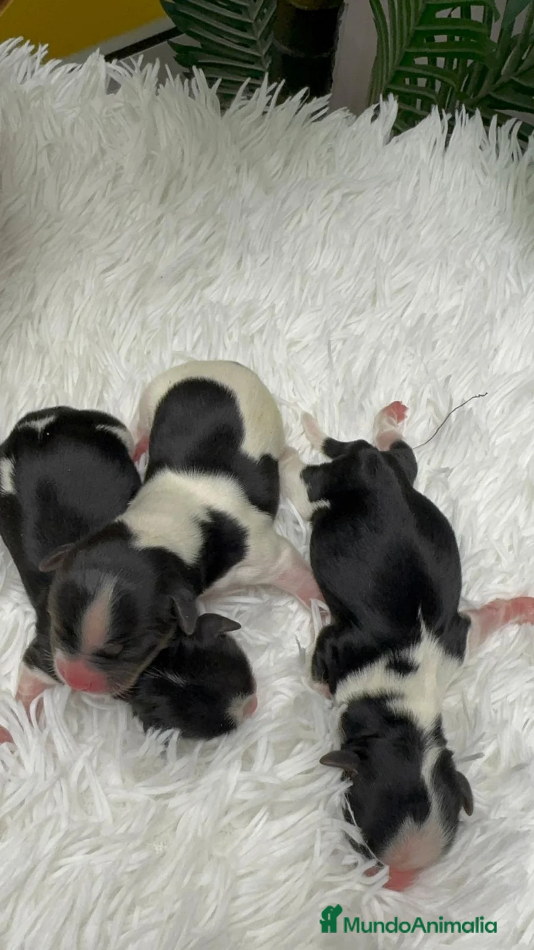 Yorkshire Terrier perros en venta: YORKSHIRE BIEWER 🎀 - Anuncio 2