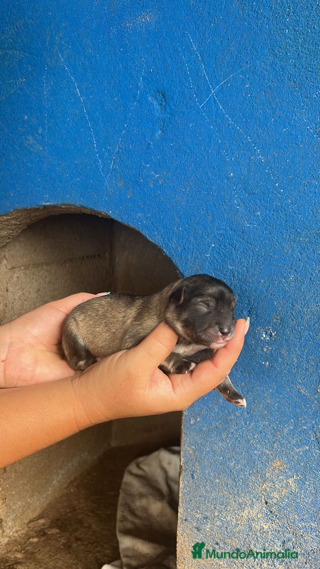 Perro Lobo Checoslovaco perros en venta: Perro lobo herreño  - Imagen 5