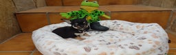 Chihuahua perros en venta: Espectaculares chihuahuas toy en Barcelona - Anuncio 2