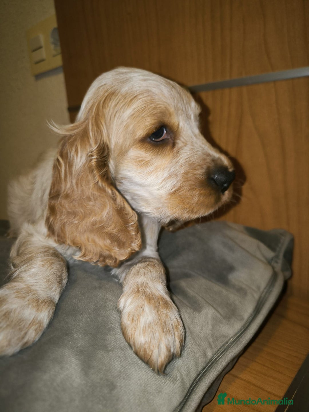 Cocker Spaniel Inglés perros en venta: Cocker Dorada Hembra - Imagen 6