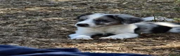 Border Collie perros en venta: Border collie - Anuncio 2