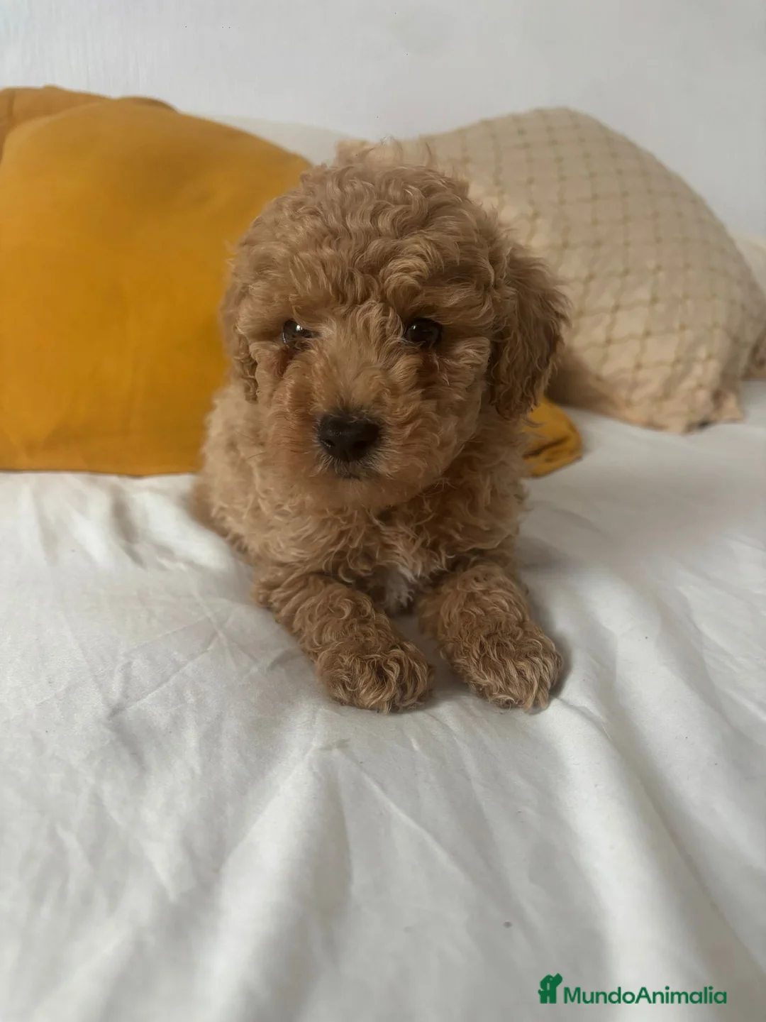 Caniche Toy perros en venta: Caniche toy  - Anuncio 4