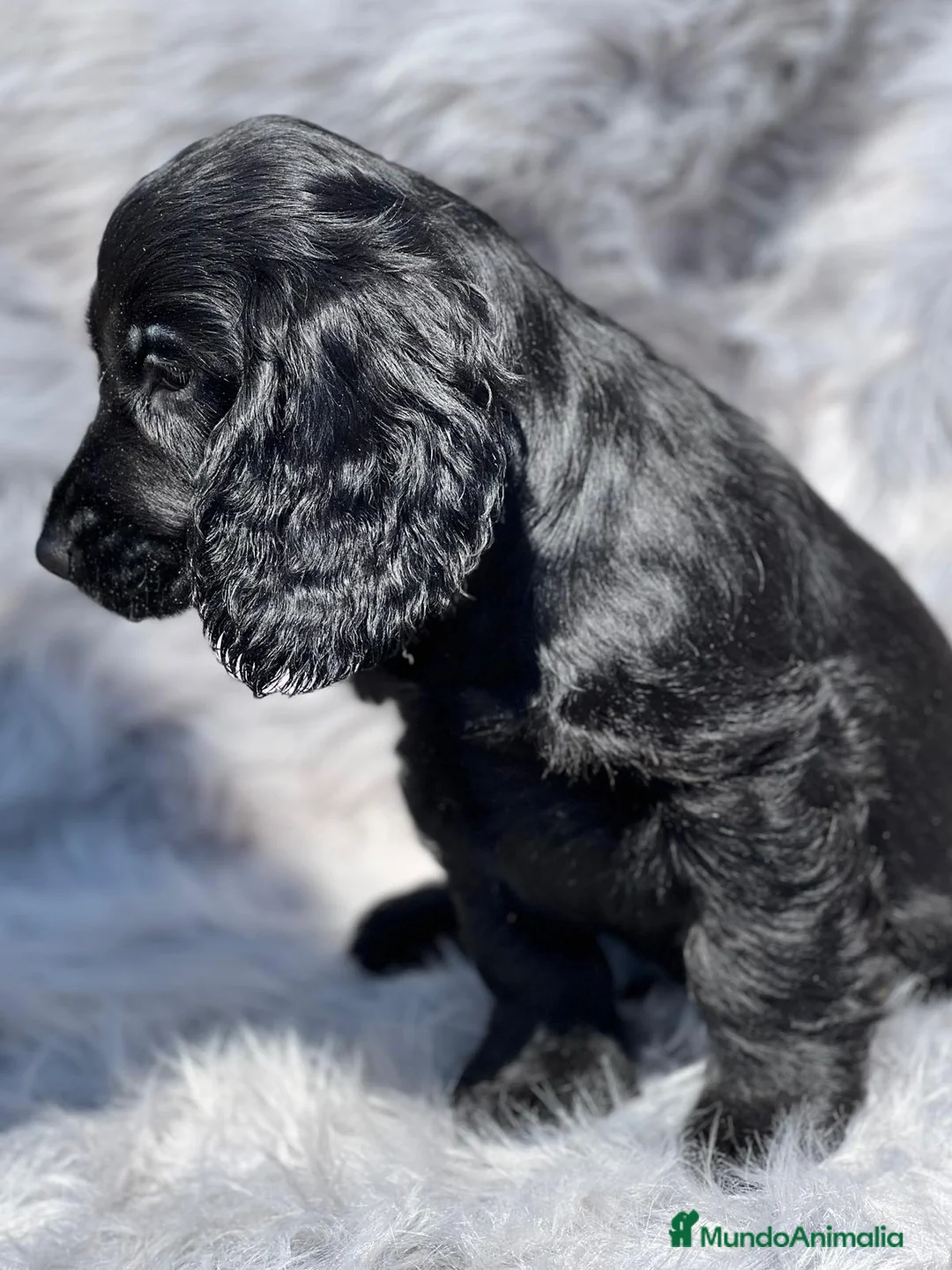 Cocker Spaniel Inglés perros en venta: Cocker inglés negro en Barcelona - Anuncio 3
