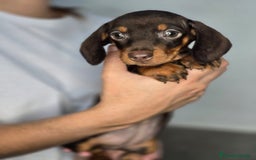 Teckel Miniatura perros en venta: Teckel chocolate inigualables  - Imagen 2