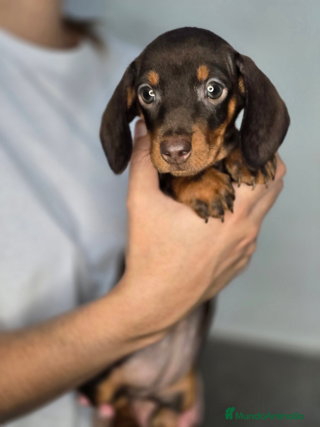 Teckel Miniatura perros en venta: Teckel chocolate inigualables  - Imagen 2