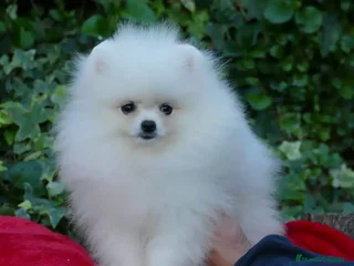 Pomerania perros en Cantabria - Anuncio 3