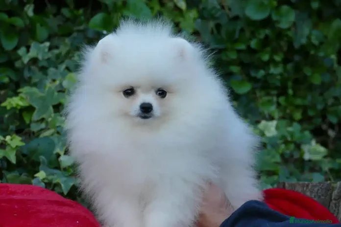 Pomerania perros en Cantabria - Anuncio 3