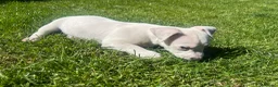 Jack Russell Terrier perros en venta: Último cachorro Jack Russell 500€ - Anuncio 2