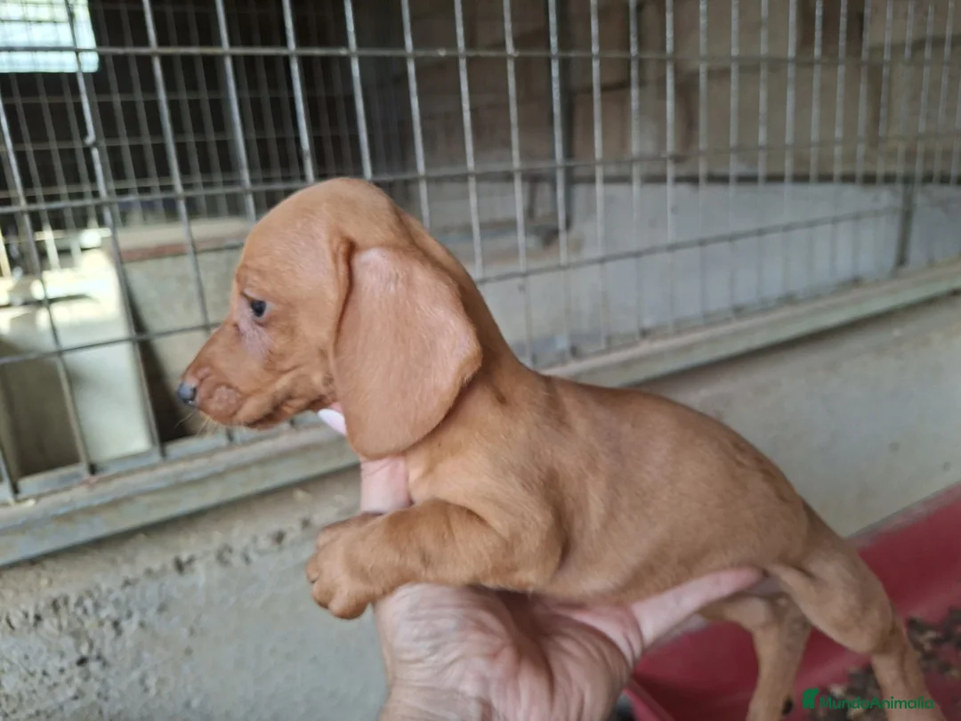 Teckel Miniatura perros en venta: Teckel chocolate  - Anuncio 1