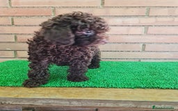 Caniche Enano perros en venta: Caniche - Imagen 8