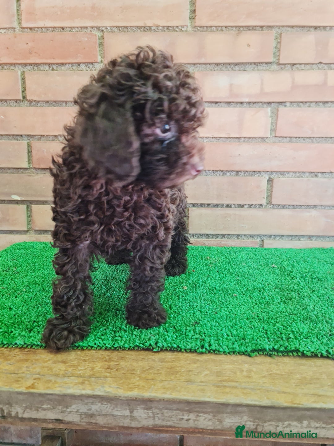 Caniche Enano perros en venta: Caniche - Imagen 8