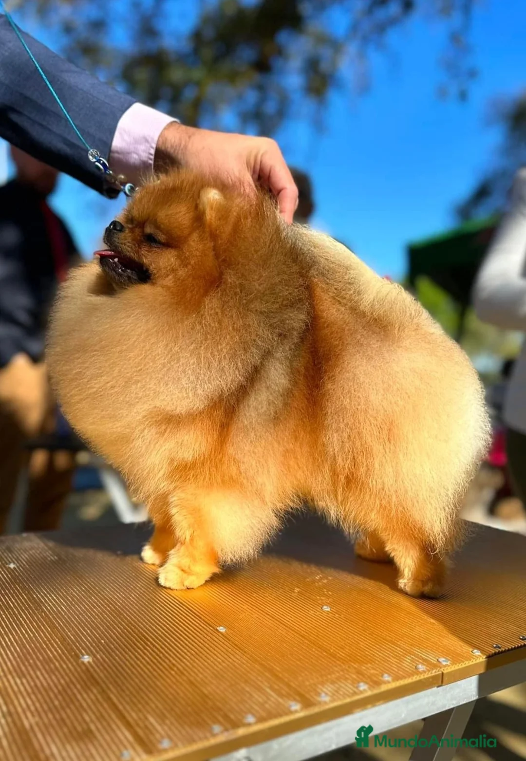 Pomerania perros en venta: BEBES POMERANIA  en Málaga - Anuncio 6