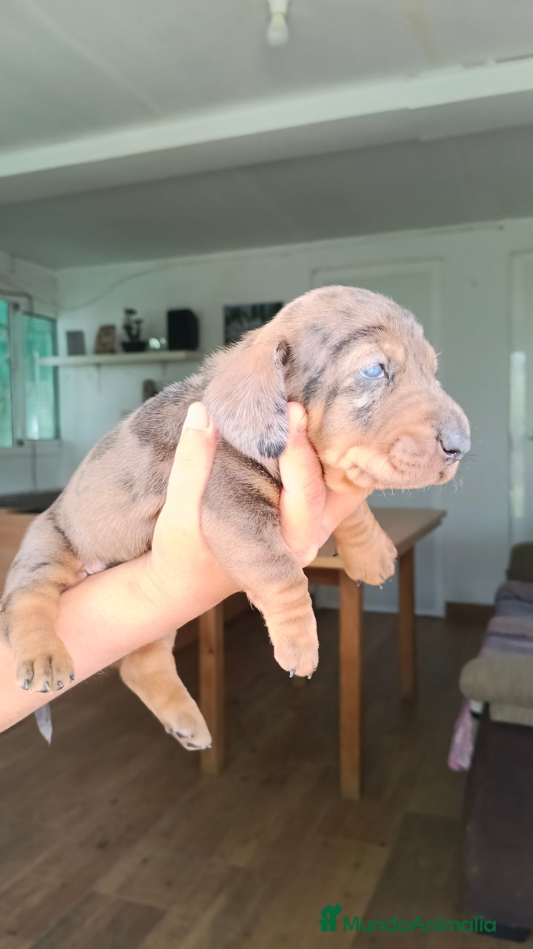 Teckel perros en venta: Teckels kaninchen hembra  - Imagen 1