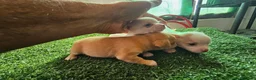 Chihuahua perros en venta: Chihuahuas mini - Anuncio 6