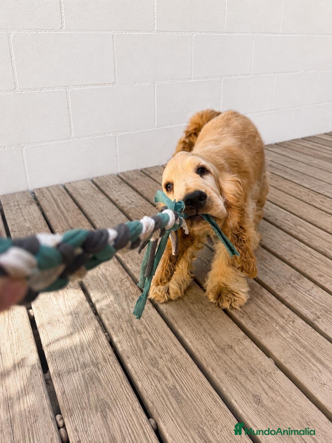 Cocker Spaniel Inglés perros Cocker Spaniel inglés en Caraby  - Anuncio 1