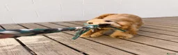 Cocker Spaniel Inglés perros en venta: Cocker Spaniel inglés en Caraby  - Anuncio 3