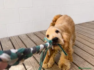 Cocker Spaniel Inglés perros Cocker Spaniel inglés en Caraby - Anuncio 1