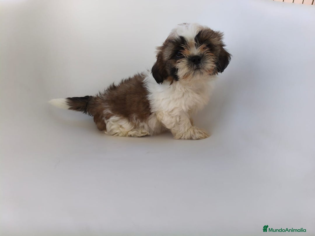 Shih Tzu perros en venta: Shih tzu - Imagen 2