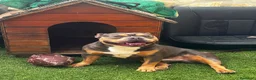 American Bully perros en venta: Cachorros american bully pocket merle - Anuncio 2
