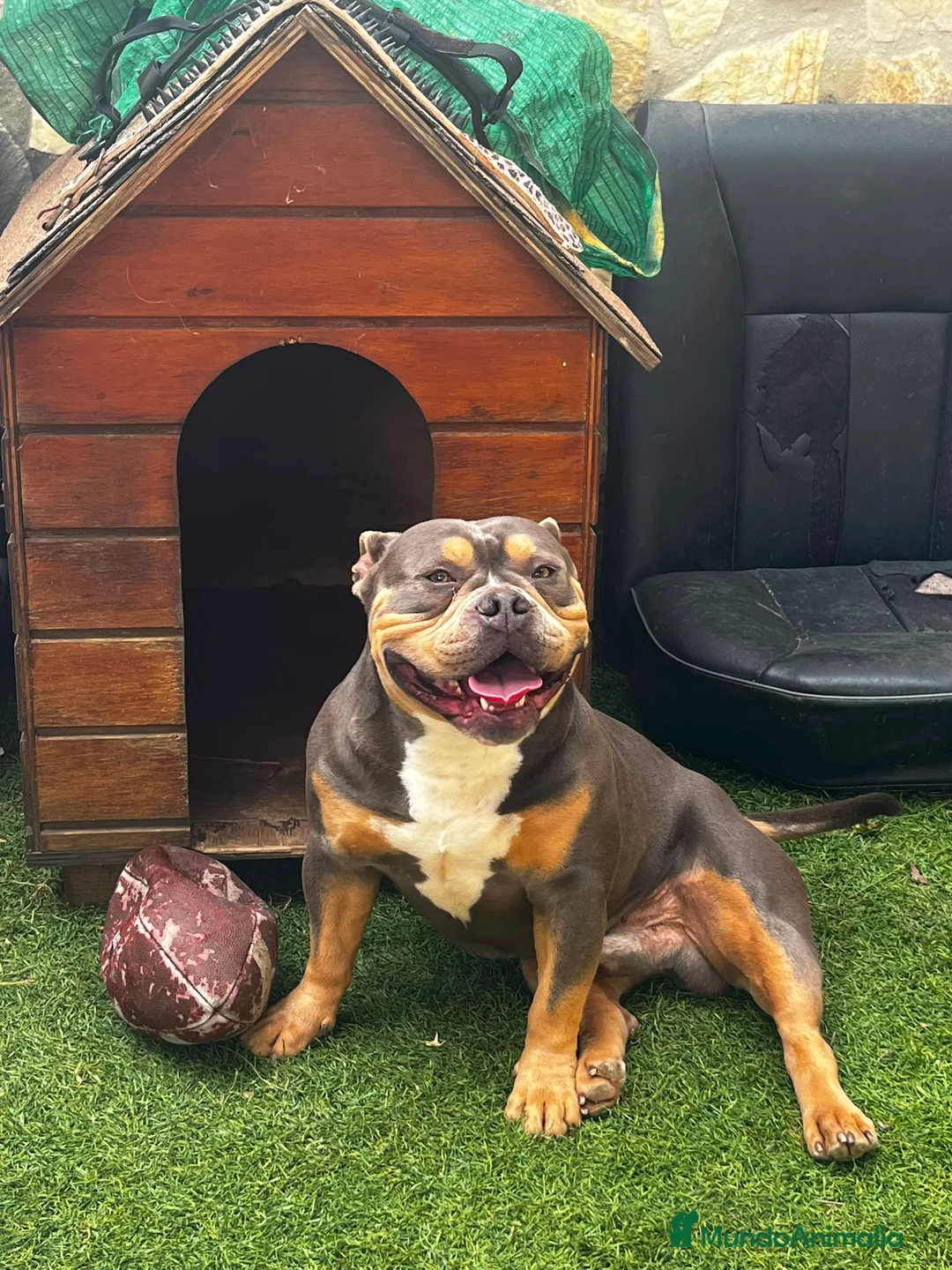 American Bully perros en venta: Cachorros american bully pocket merle - Anuncio 2