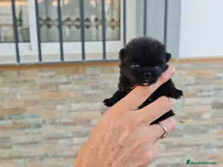 Pomerania perros Pomerania - Anuncio 2