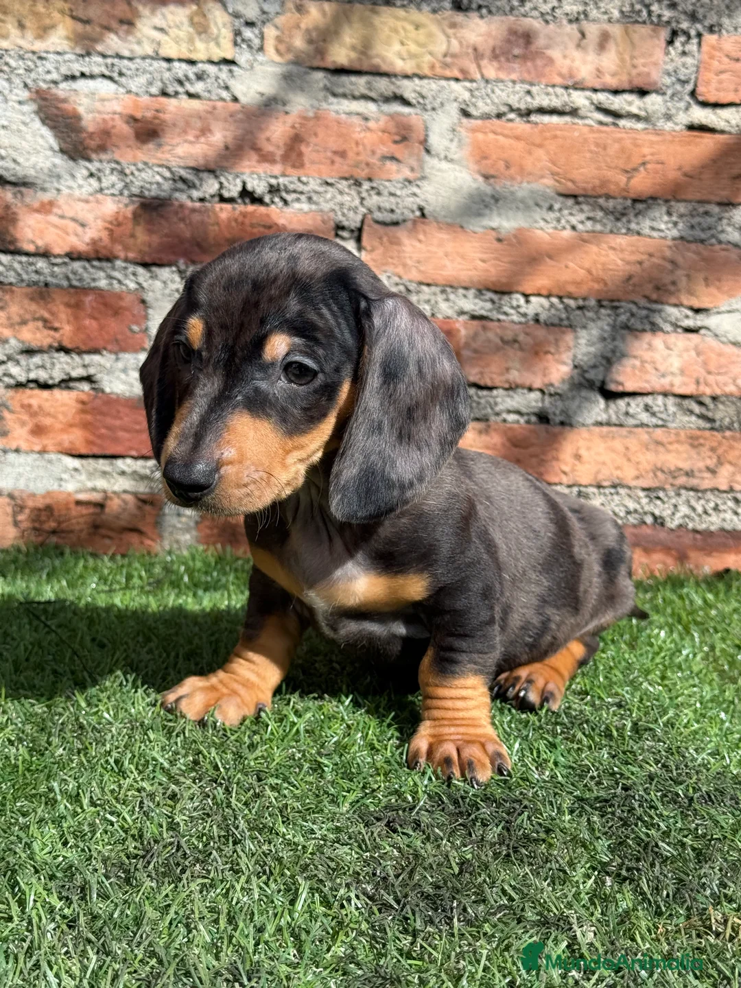 Teckel Miniatura perros en venta: Teckel mini arlequín chocolate disponible  - Anuncio 9