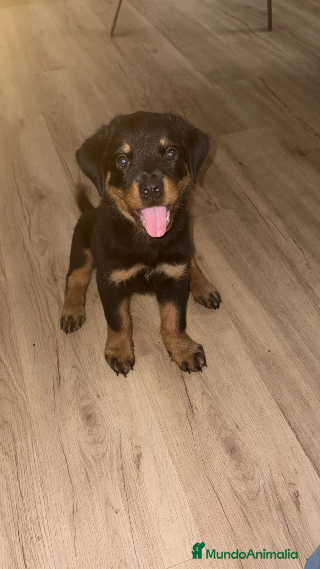 Rottweiler perros en venta: Hembra Rottweiler disponible⭐️🐶 - Anuncio 1