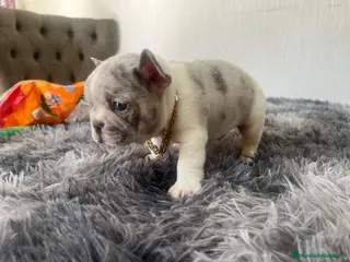 Bulldog Francés perros Bulldog francés exóticos - Anuncio 15