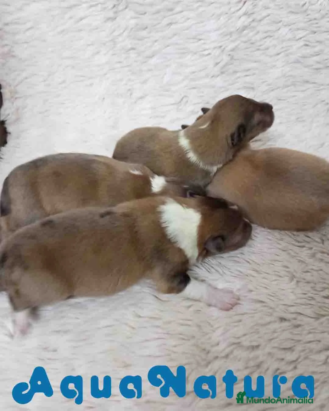 Perro Pastor de las Shetland perros en venta: Camada Pastor de Shetland de Nana AQUANATURA - Anuncio 1