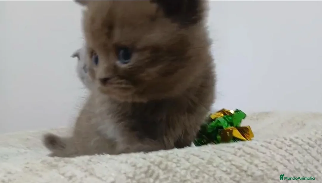 Británico de Pelo Corto gatos en venta: Macho de British chocolate  - Anuncio 1