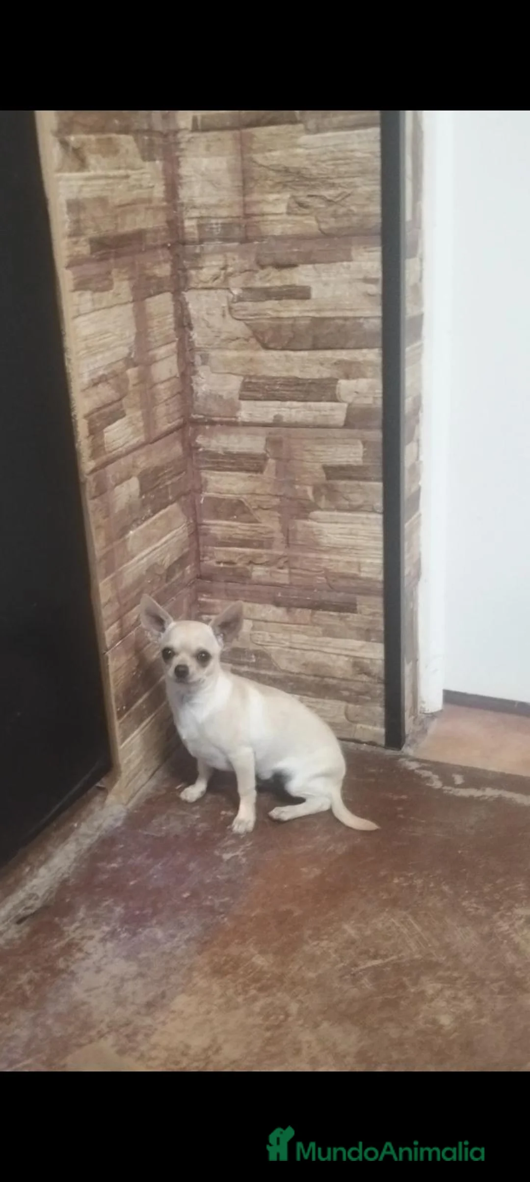 Chihuahua perros en venta: Cachorro chihuahua  en Córdoba - Anuncio 6