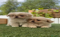 Pekinés perros en venta: PEKINES HEMBRAS - Imagen 8