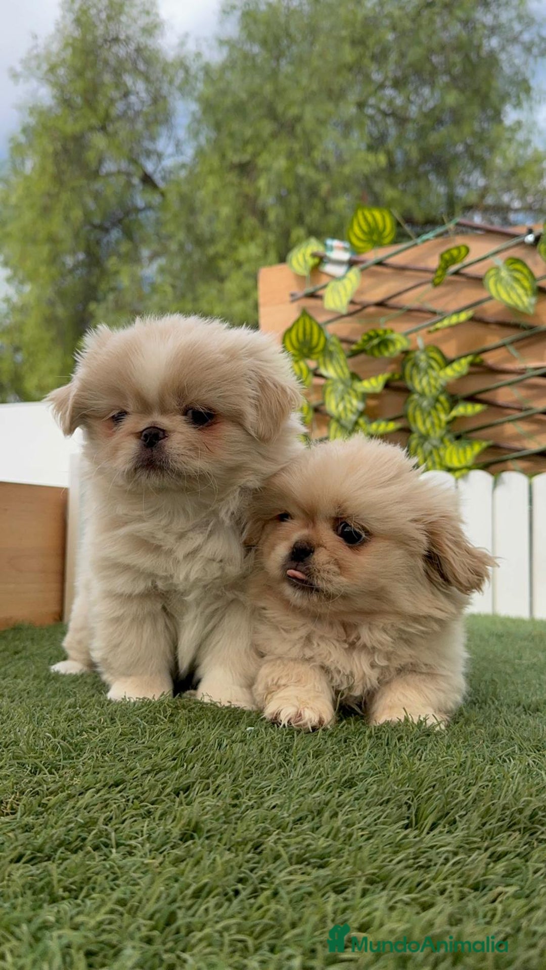 Pekinés perros en venta: PEKINES HEMBRAS - Imagen 8