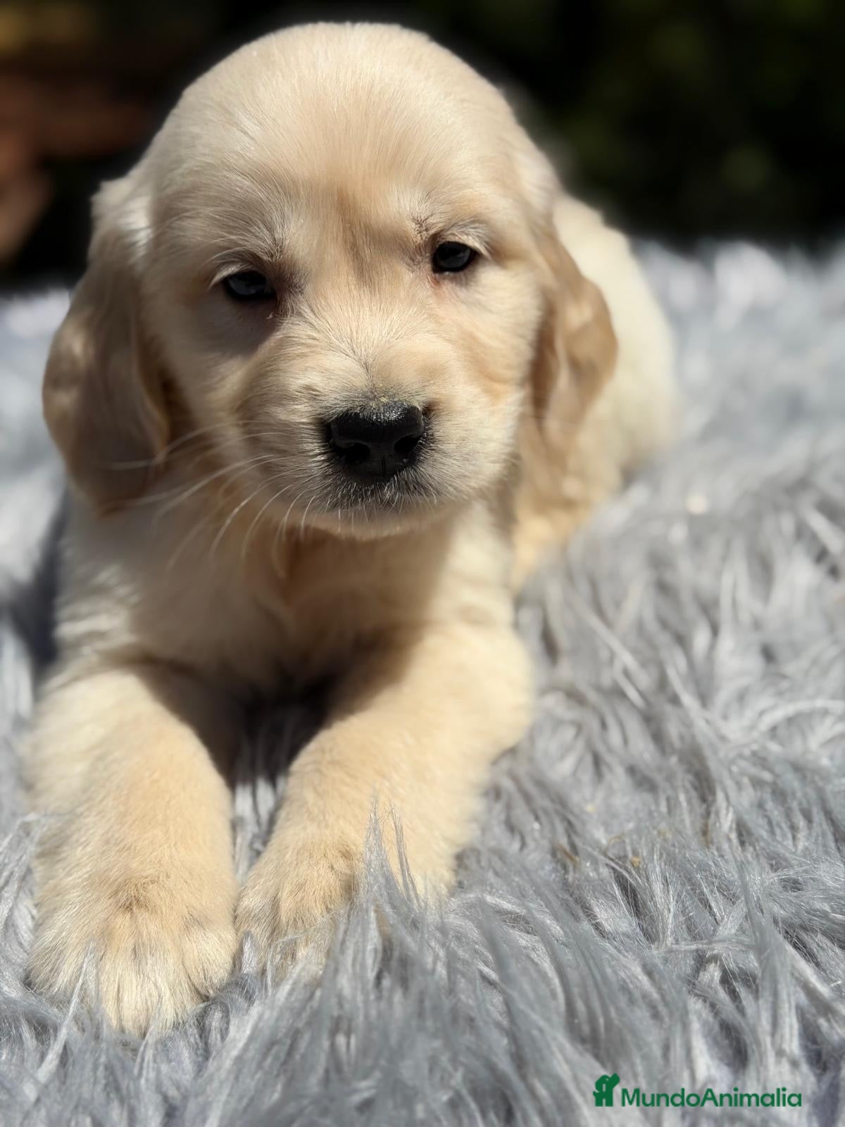 Golden Retriever perros EXCELENTE CAMADA DE GOLDEN RETRIEVER - Anuncio 1