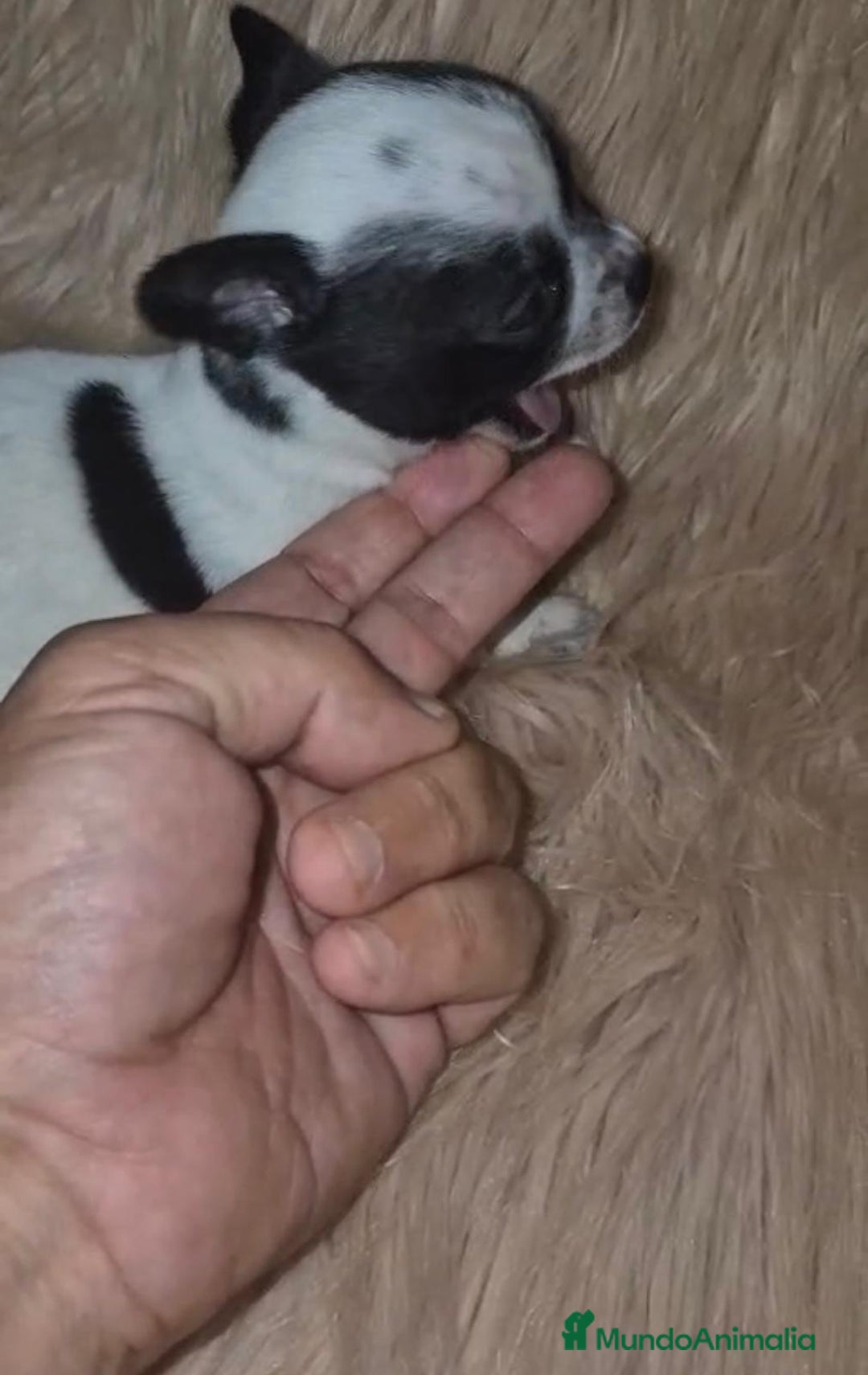Chihuahua perros en venta: Chihuahua mini-toy ruso - Imagen 4