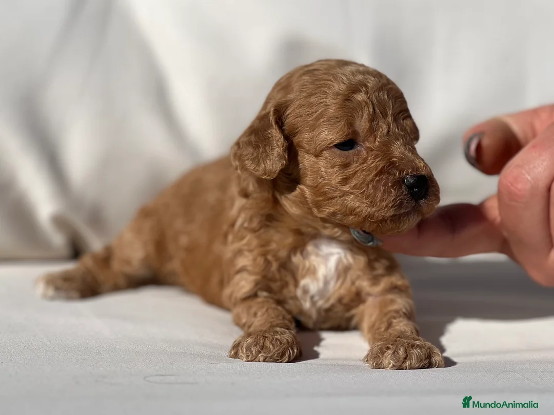 Caniche Toy perros en venta: CANICHE TOY APRICOT - Anuncio 2