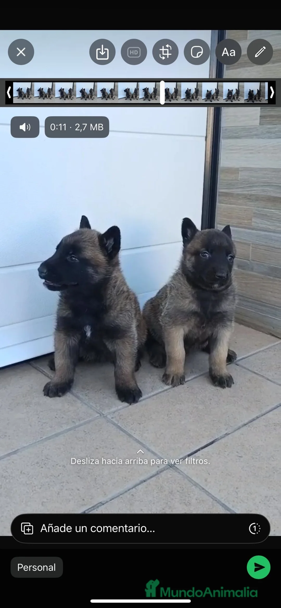 Pastor Belga Malinois perros en venta: Pastor belga  - Anuncio 2