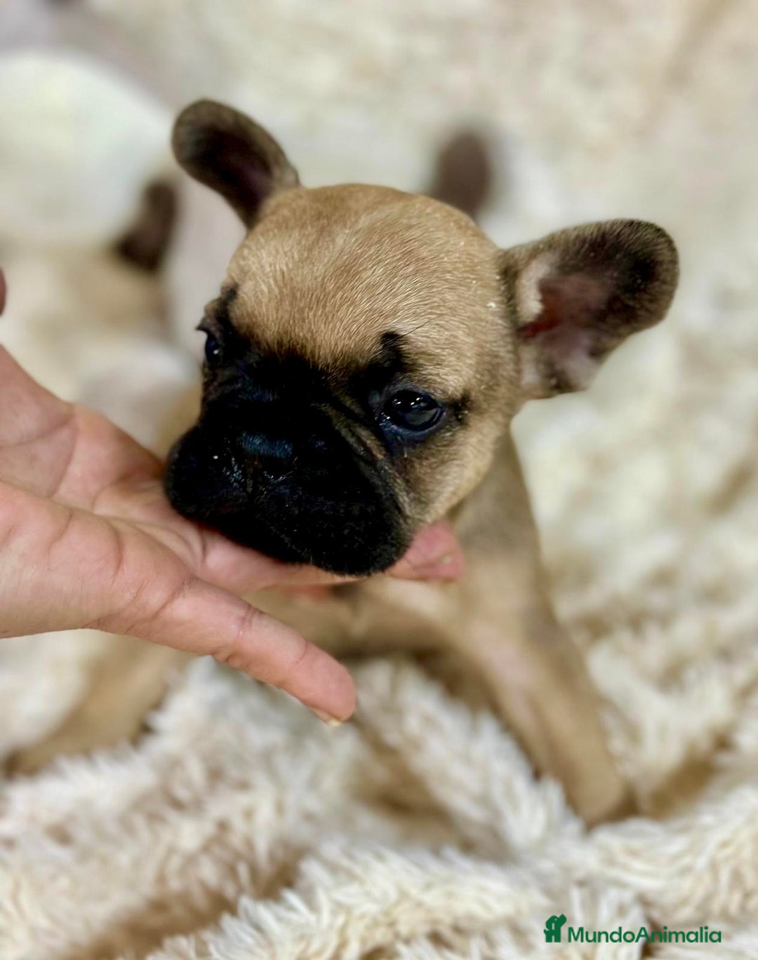 Bulldog Francés perros en venta: Bulldog francés Fawn  - Imagen 2