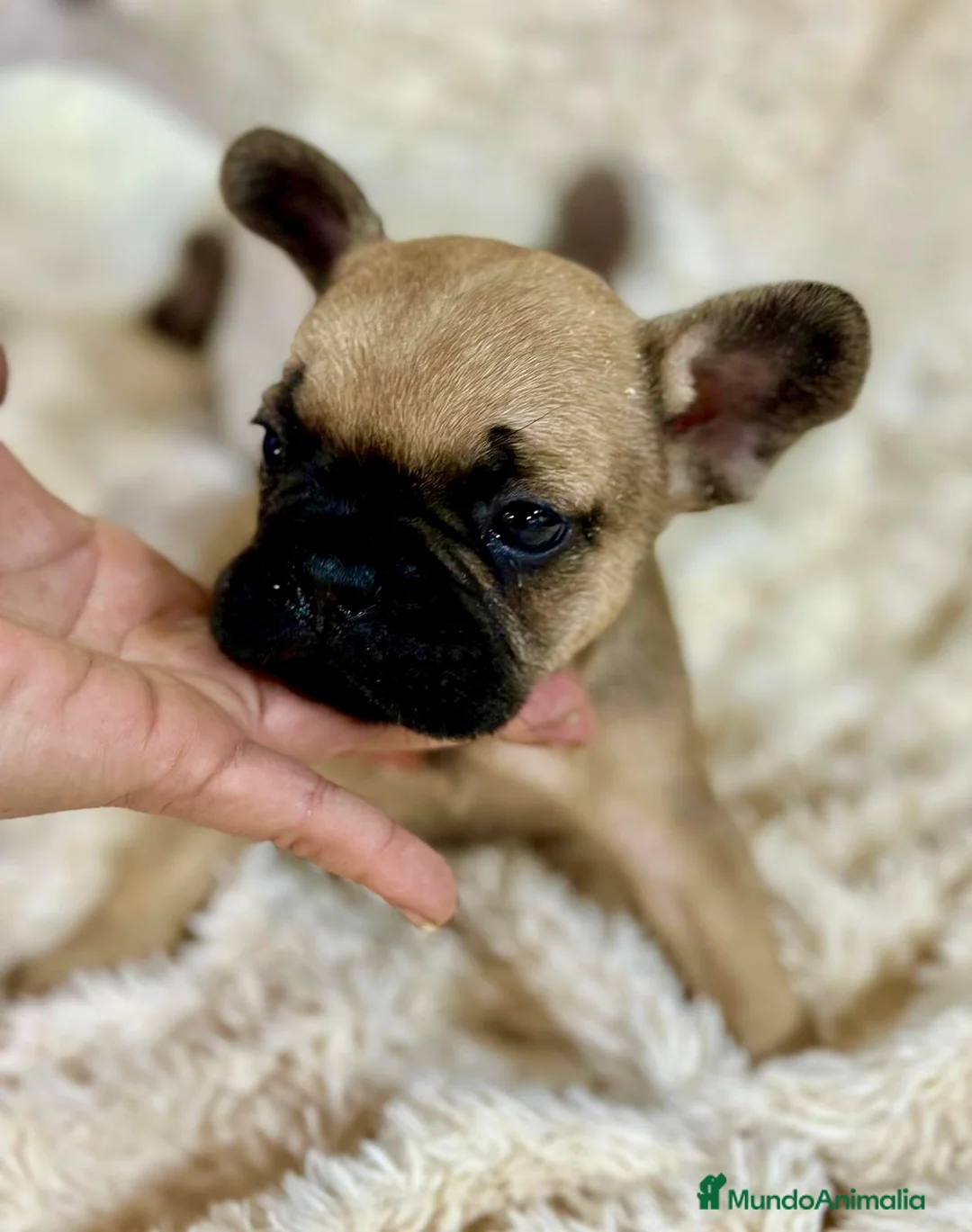 Bulldog Francés perros en venta: Bulldog francés Fawn  - Anuncio 2