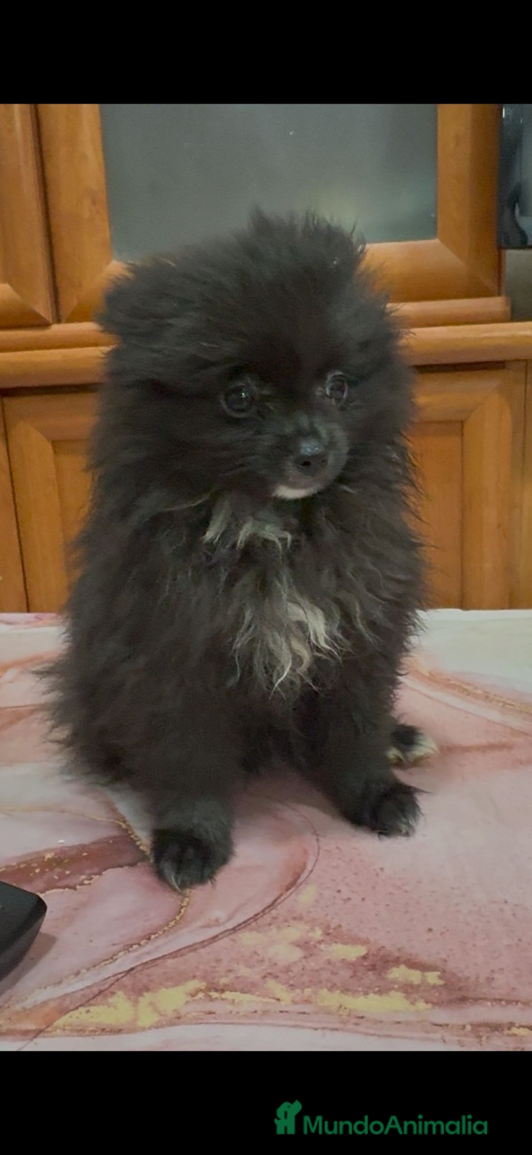 Pomerania perros en venta: Poo pomerania MICRO TOY  - Imagen 3
