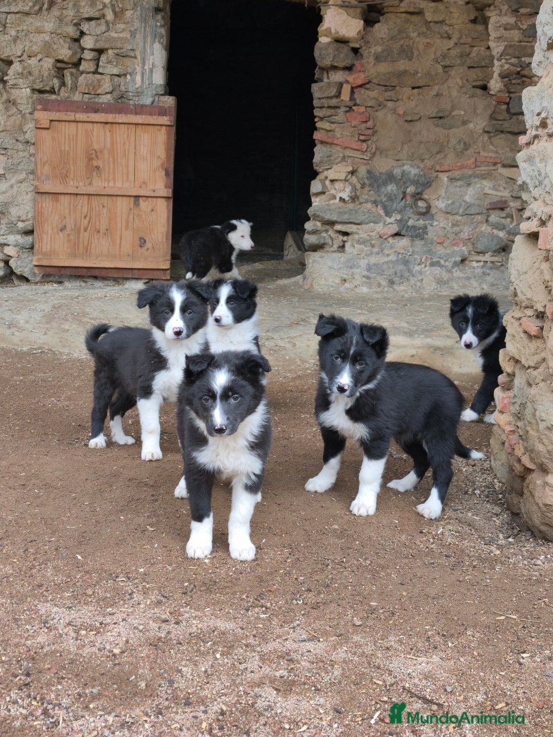 Border Collie perros en venta: Cachorros border collie 2 meses  - Anuncio 5